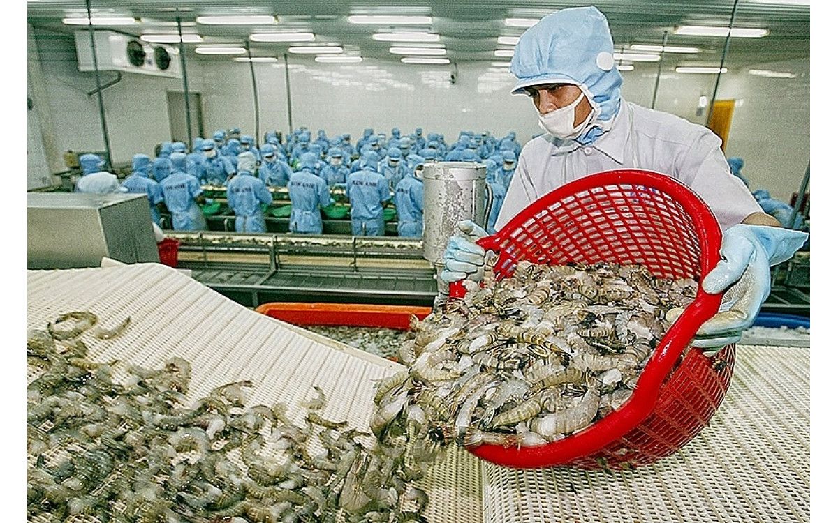 Xuất khẩu t&ocirc;m v&agrave;o EU: Vui, nhưng vẫn cần lưu &yacute;